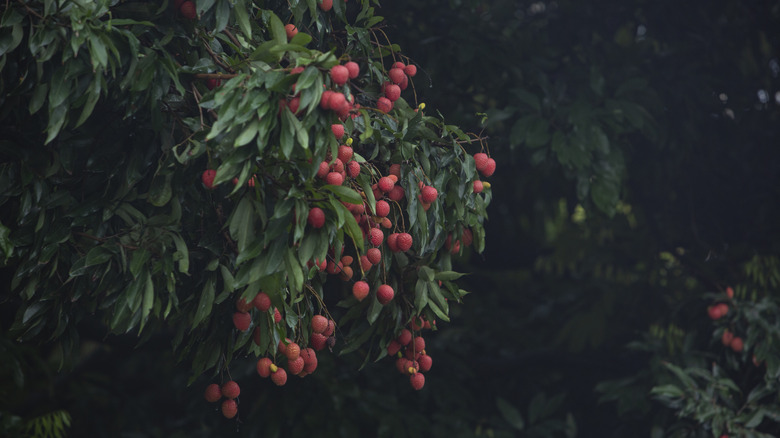 lychee tree with ripe fruit