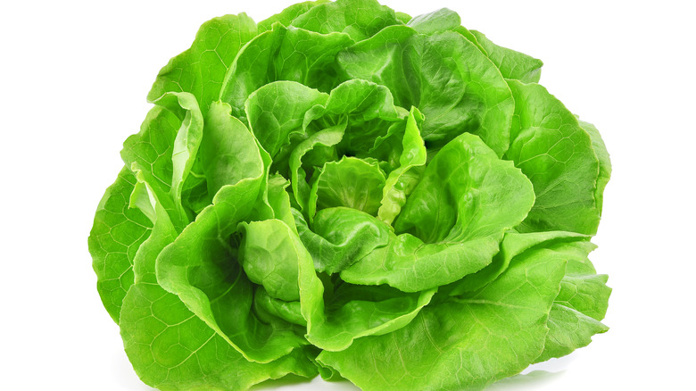 Head butter lettuce white background 