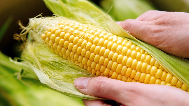 Hands opening corn husk