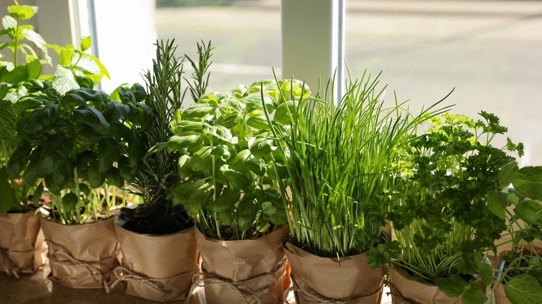 Potted herbs on windowsill