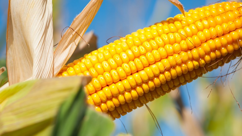 an ear of corn