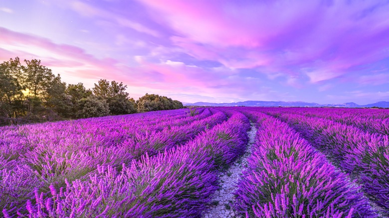 a field of pink lavender