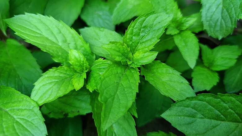 fresh mint plant