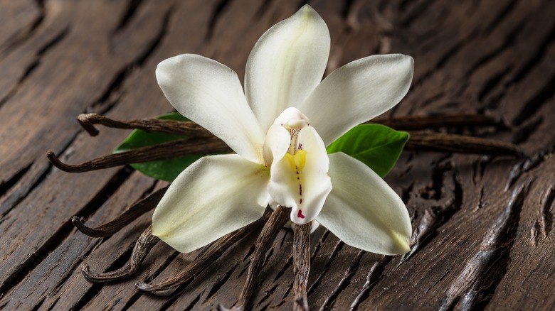 vanilla flower and pods