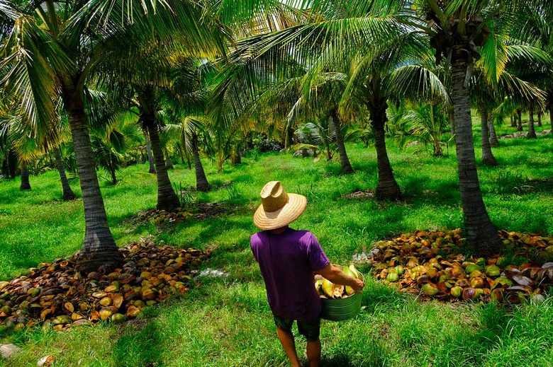 punakea palms coconut farm discount