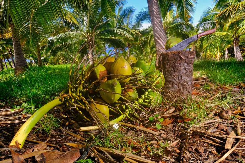 punakea palms coconut farm discount code