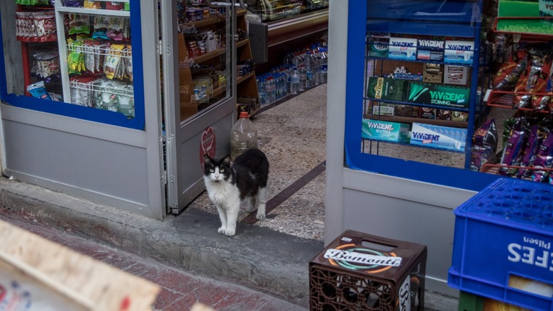 cat in store doorway