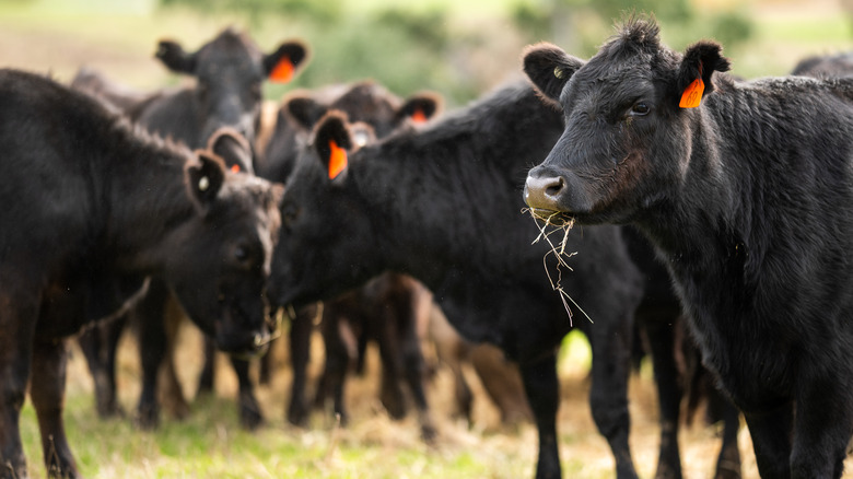 black meat cows