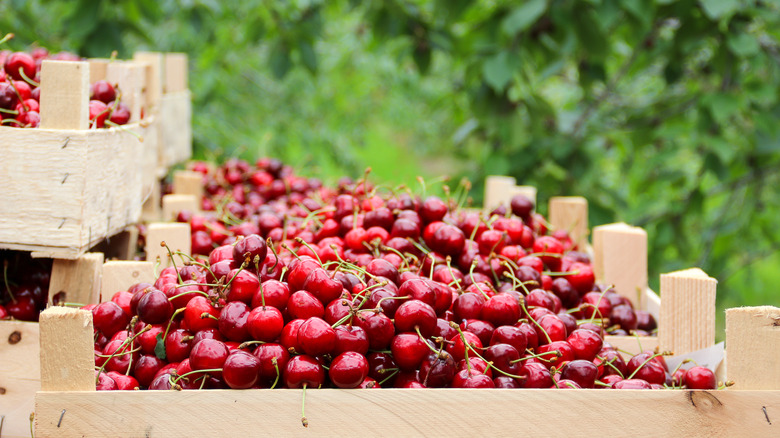 cherries in a crate in a truck