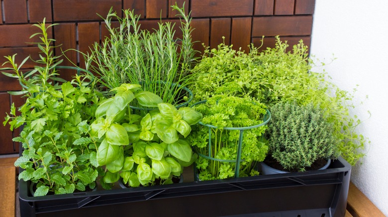 fresh herbs in garden tray