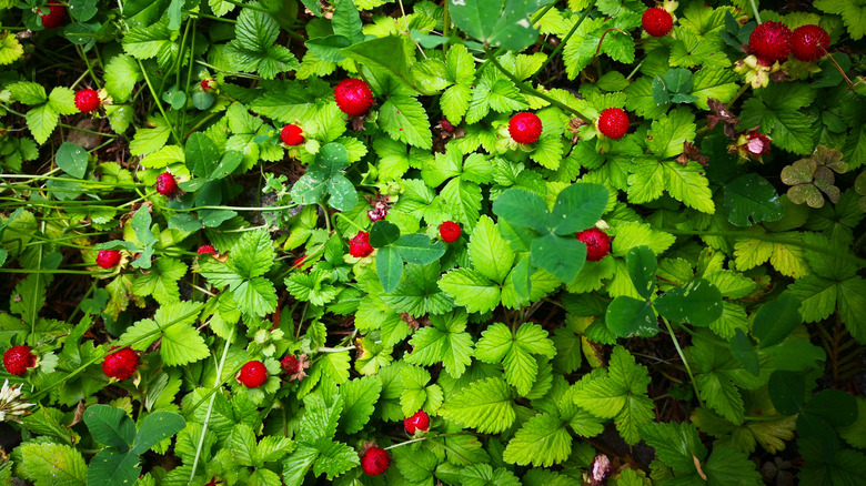 wild strawberry plants