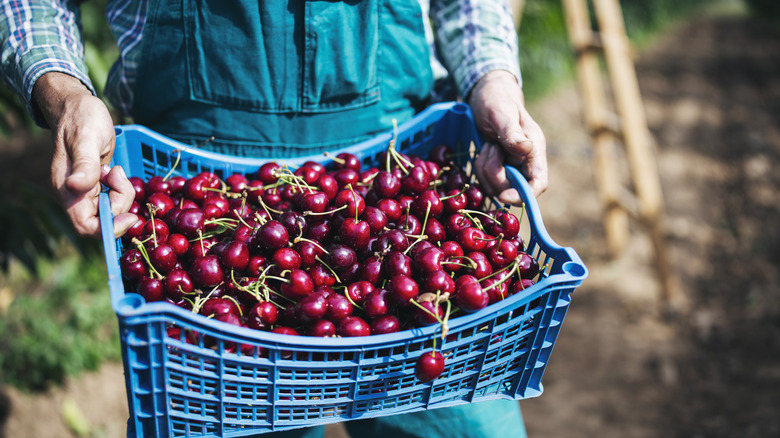 A basket of fresh cherries