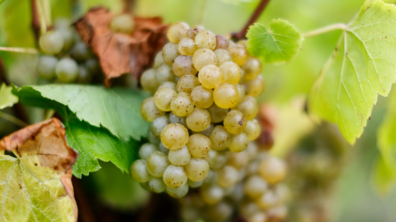 Green grapes on the vine