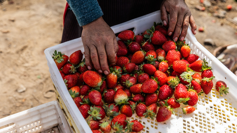 Freshly picked strawberries in bin