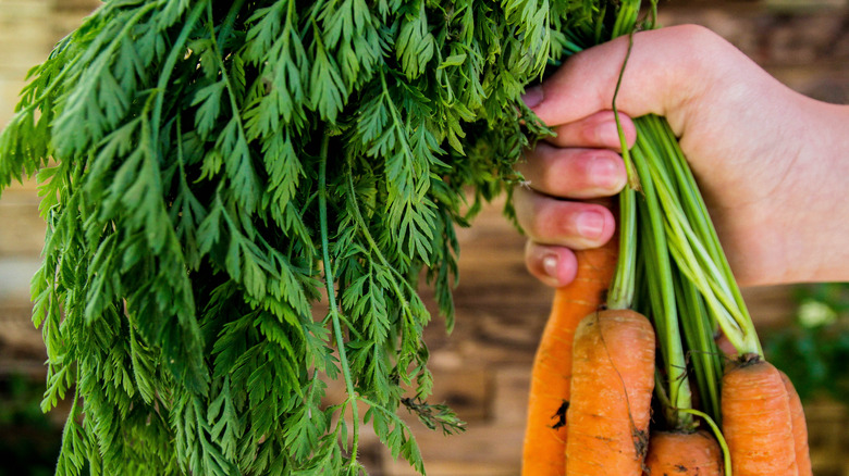 Hand holding a bunch of carrots with attached greens