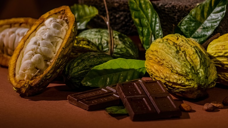 chocolate with cacao fruit