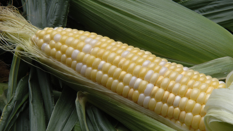 Corn on green husks