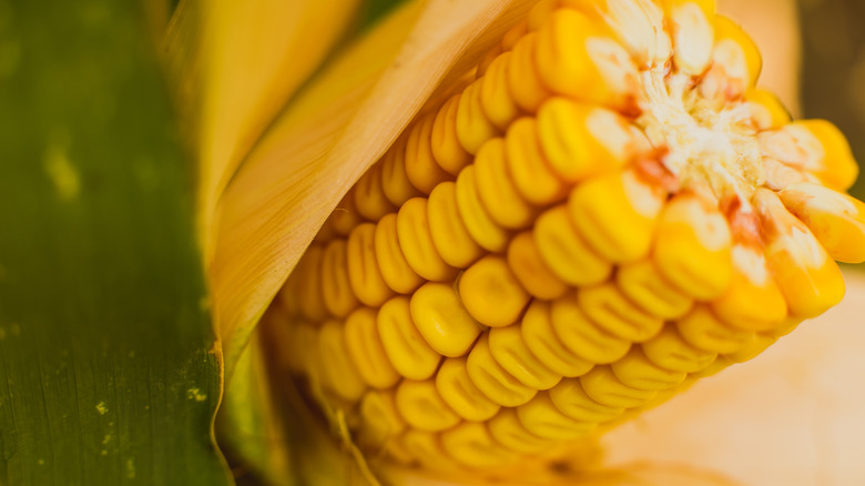 how-to-tell-if-corn-on-the-cob-has-gone-bad