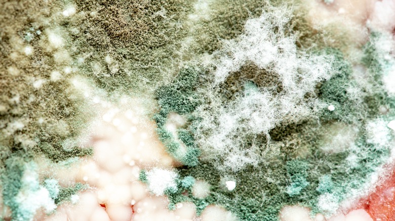 close-up of mold on food