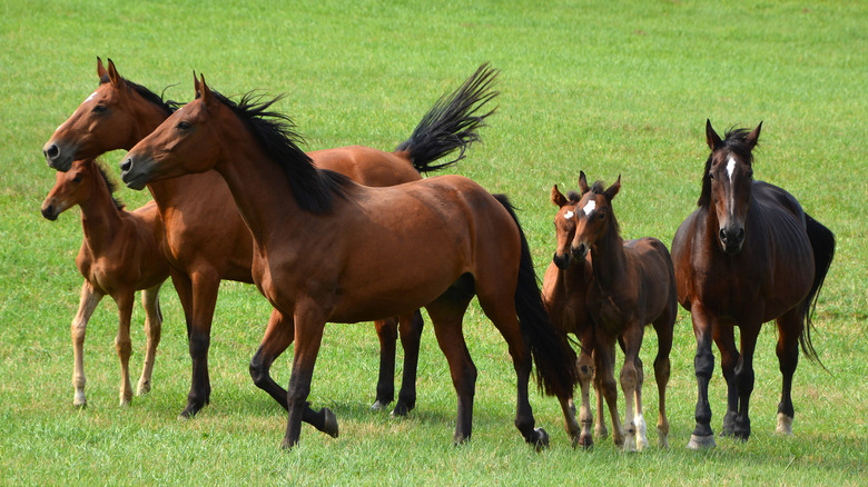 Horses