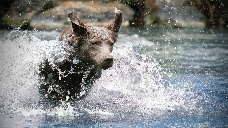 Wet dog 