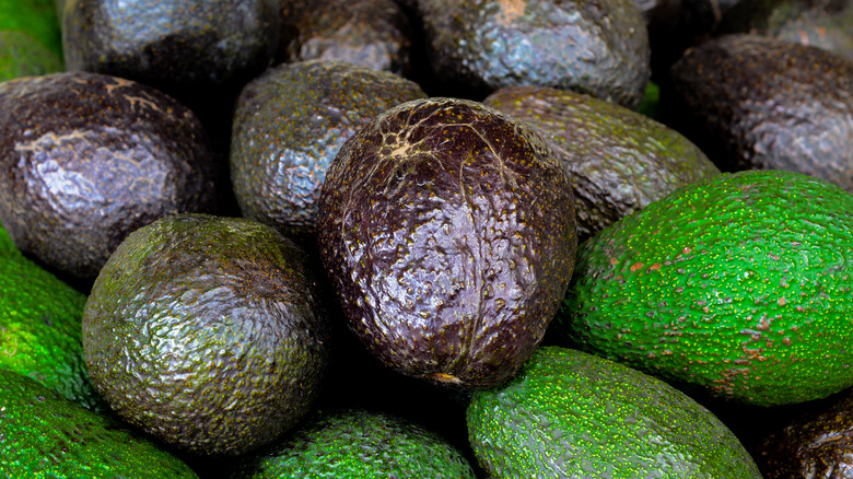 Ripe black avocados and unripe green avocados