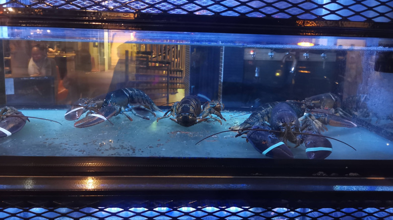 Lobsters in a tank