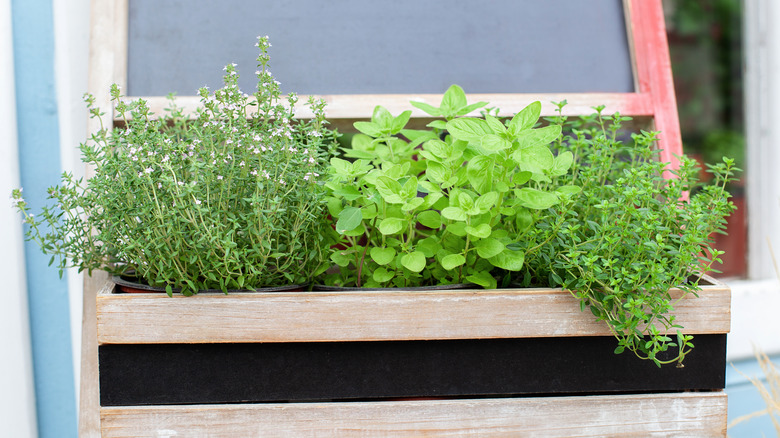 fresh herbs in wooden box