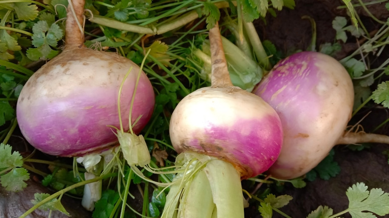 purple and white turnips