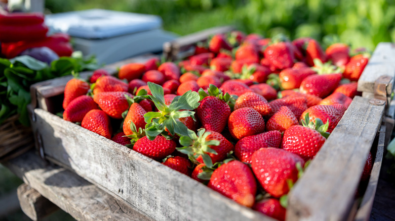 Open box of straberries outside