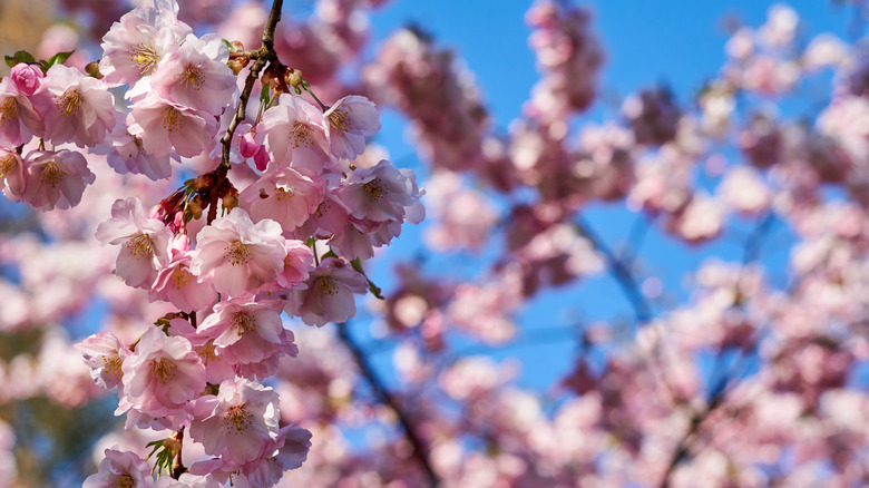 cherry blossoms