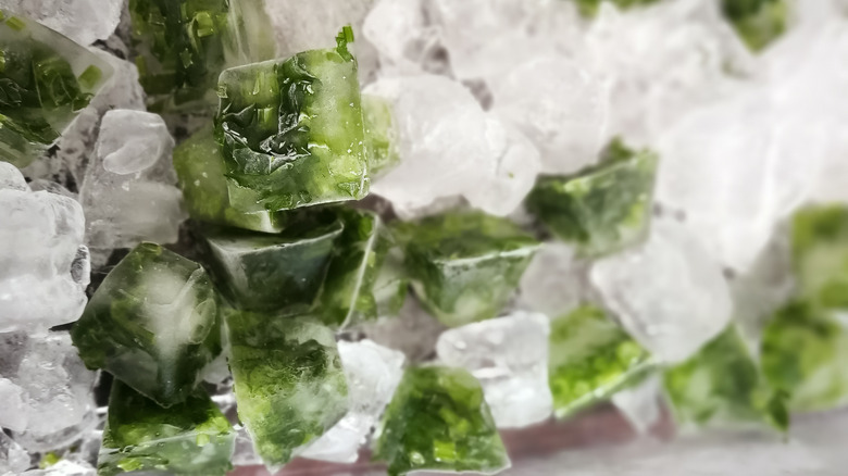 Frozen cilantro in ice cubes