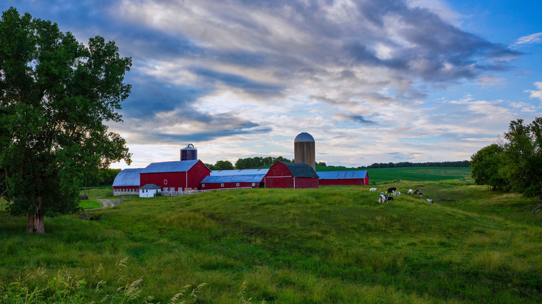 Landscape scene of a Wisconsin dairy farm