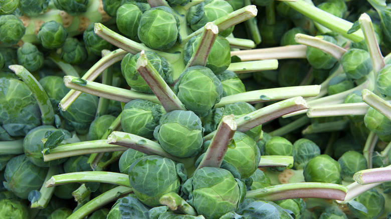 Brussels sprouts growing as buds