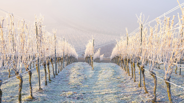 vineyard in winter