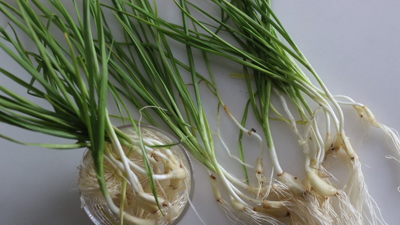 young garlic on white background