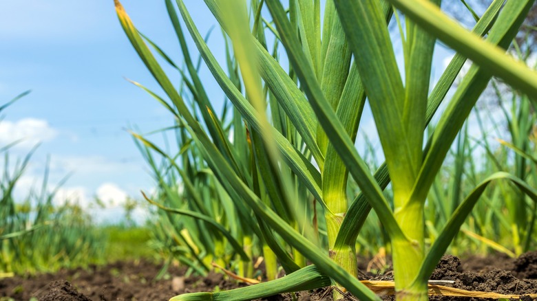 young garlic in ground