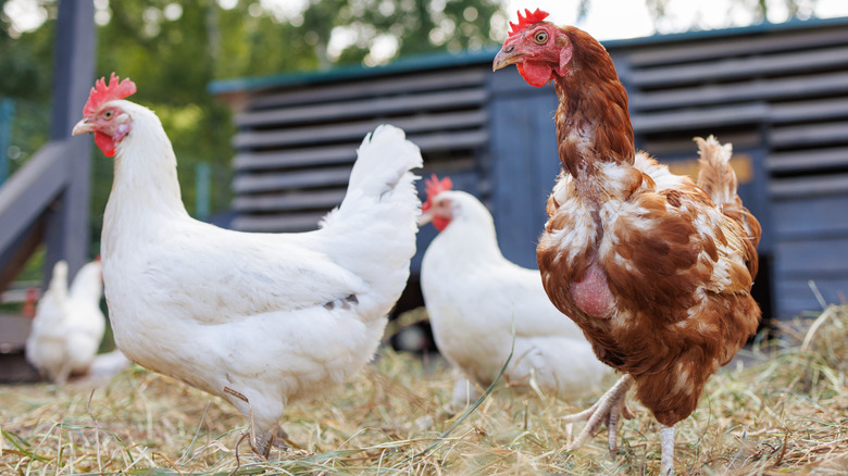 Free range hens walking outdoors on straw