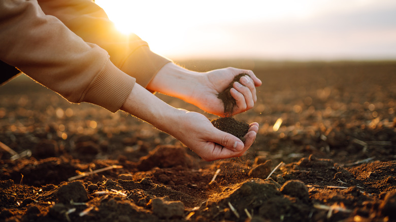 Farm hands scooping earth