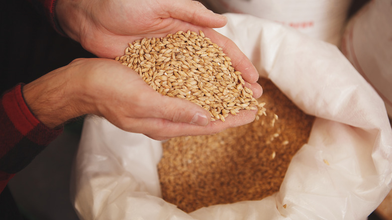 Hands holding barley grains