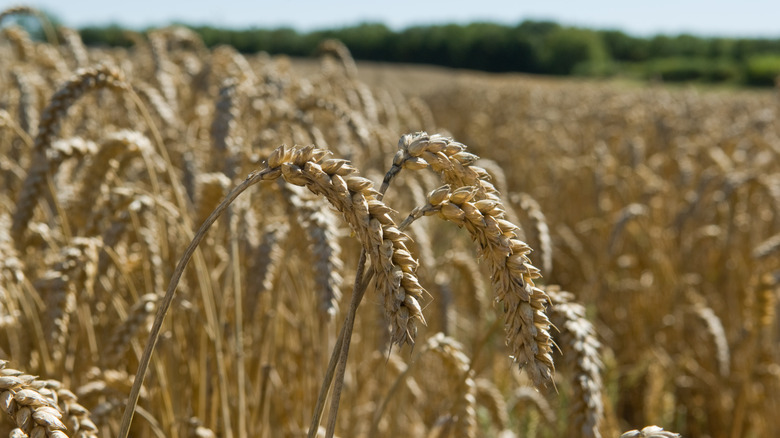 Field of wheat grain