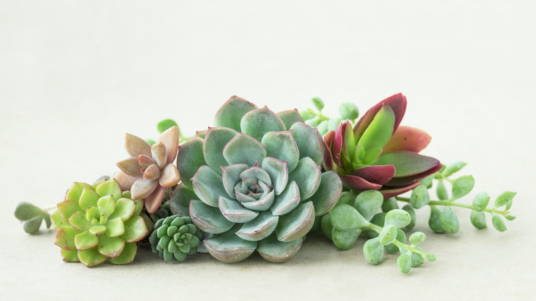 Table centerpiece on white background