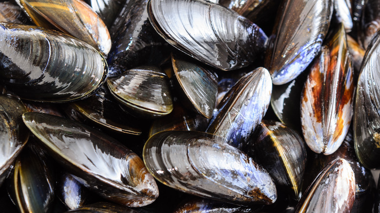 mussels