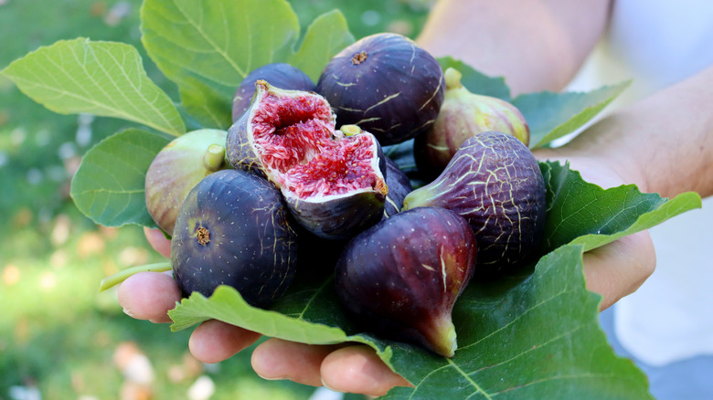 Fresh figs with leaves