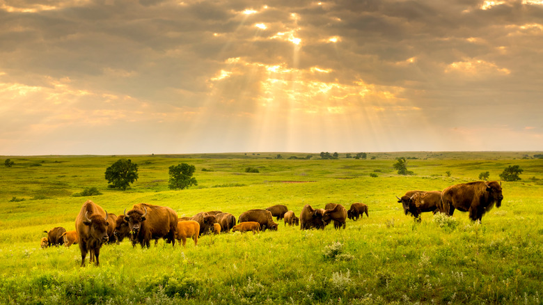 herd of bison grazing in the sun