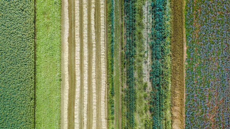 polyculture crop fields