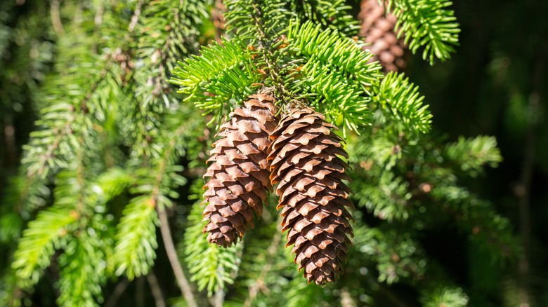 brown pine cones 