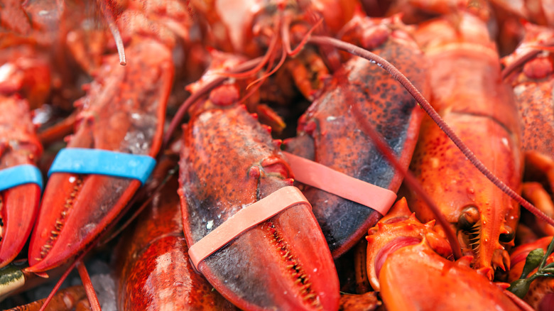 lobsters ready to sell