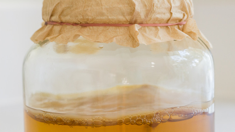 SCOBY in fermenting kombucha