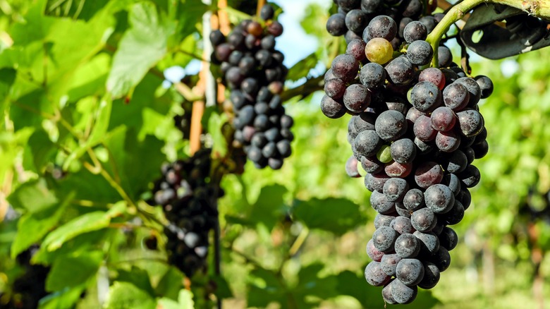 red grapes on a vine